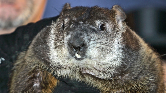 Punxsutawney Phil